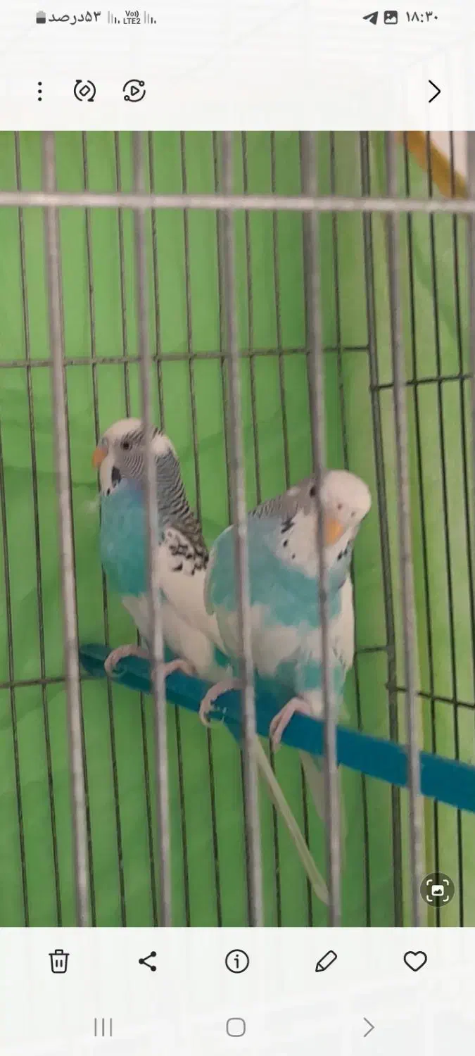 مرغ عشق|پرنده|برخوار, |دیوار