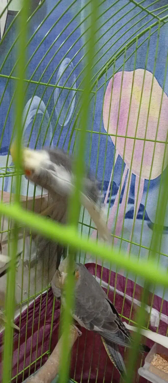 عروس هلندی یک ونیم ماهه|پرنده|مراغه, |دیوار