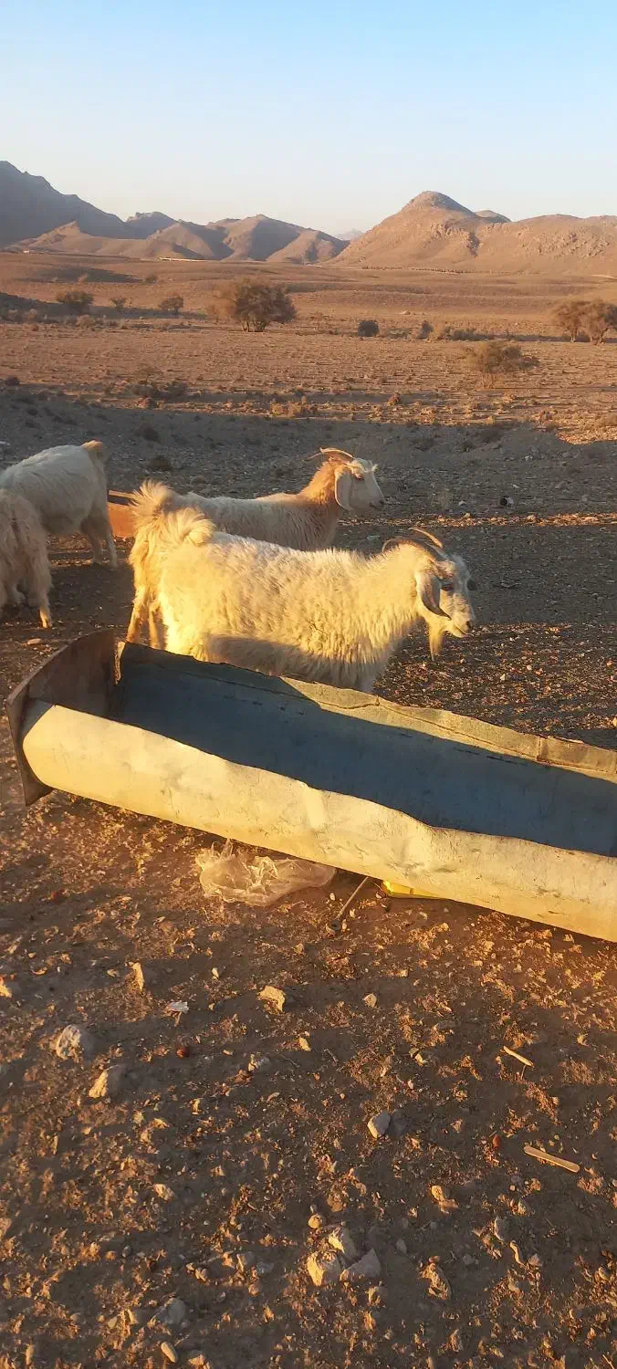 بز محلی سرمایه|حیوانات مزرعه|سیرجان, |دیوار