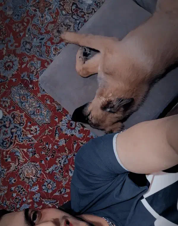 توله ژرمن ورک|سگ|تهران, کیانشهر|دیوار