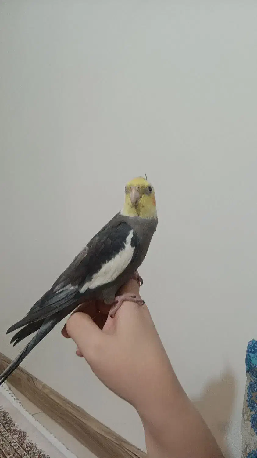 عروس هلندی مولد|پرنده|بومهن, |دیوار