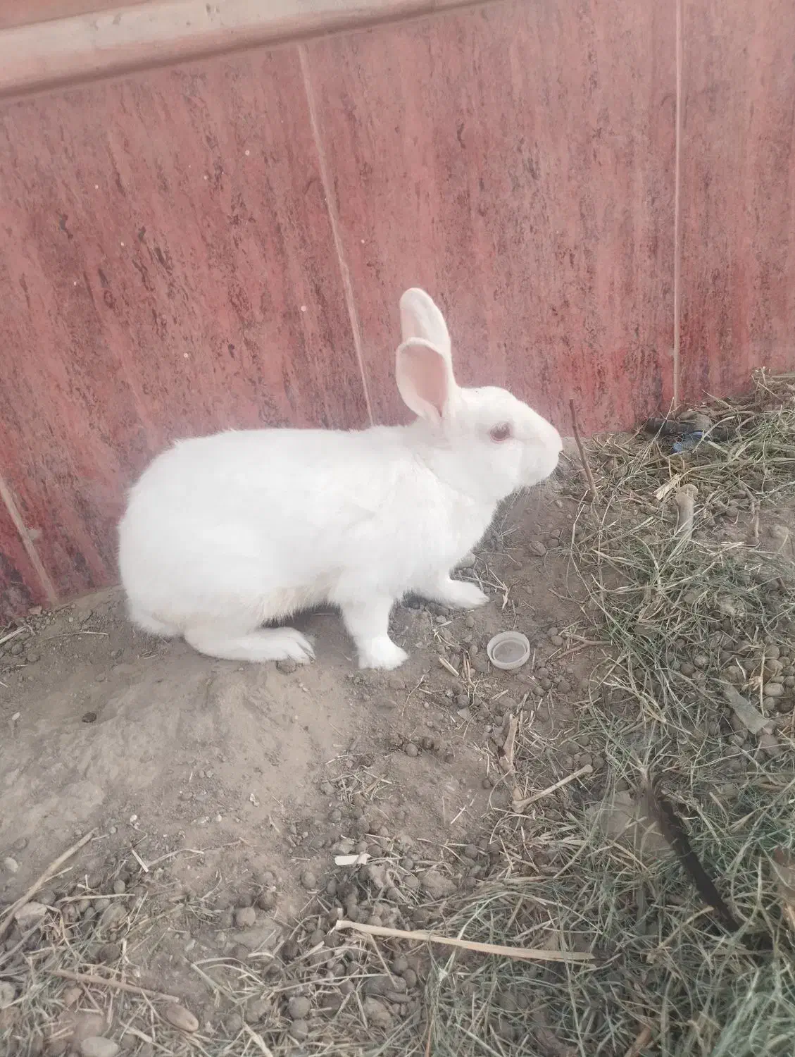 خرگوش سفید|موش و خرگوش|زابل, |دیوار