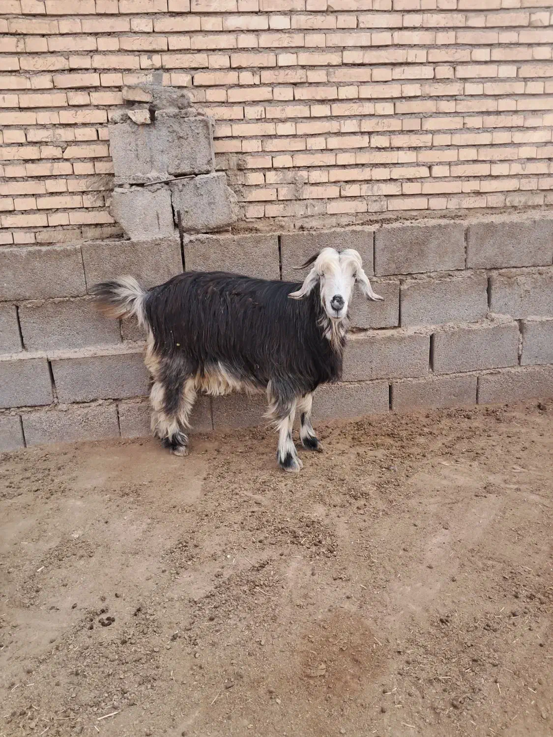 بز دو بیگ نر|حیوانات مزرعه|گتوند, |دیوار