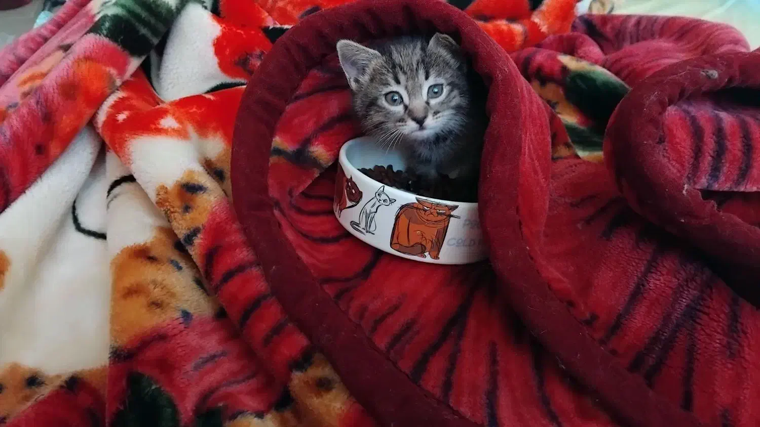 واگذاری رایگان توله گربه dsh|گربه|بروجرد, |دیوار