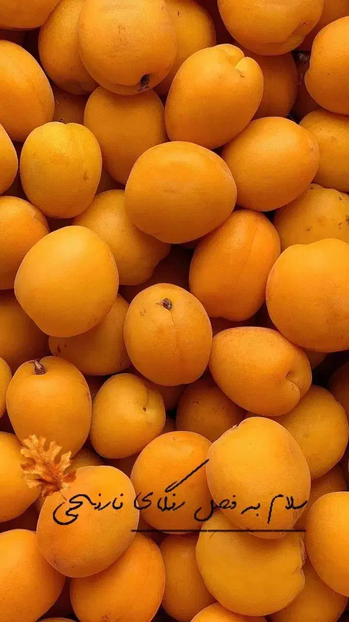 نهال زردآلو عطر اصیل ایرانی|خدمات باغبانی و درختکاری|سلماس, |دیوار