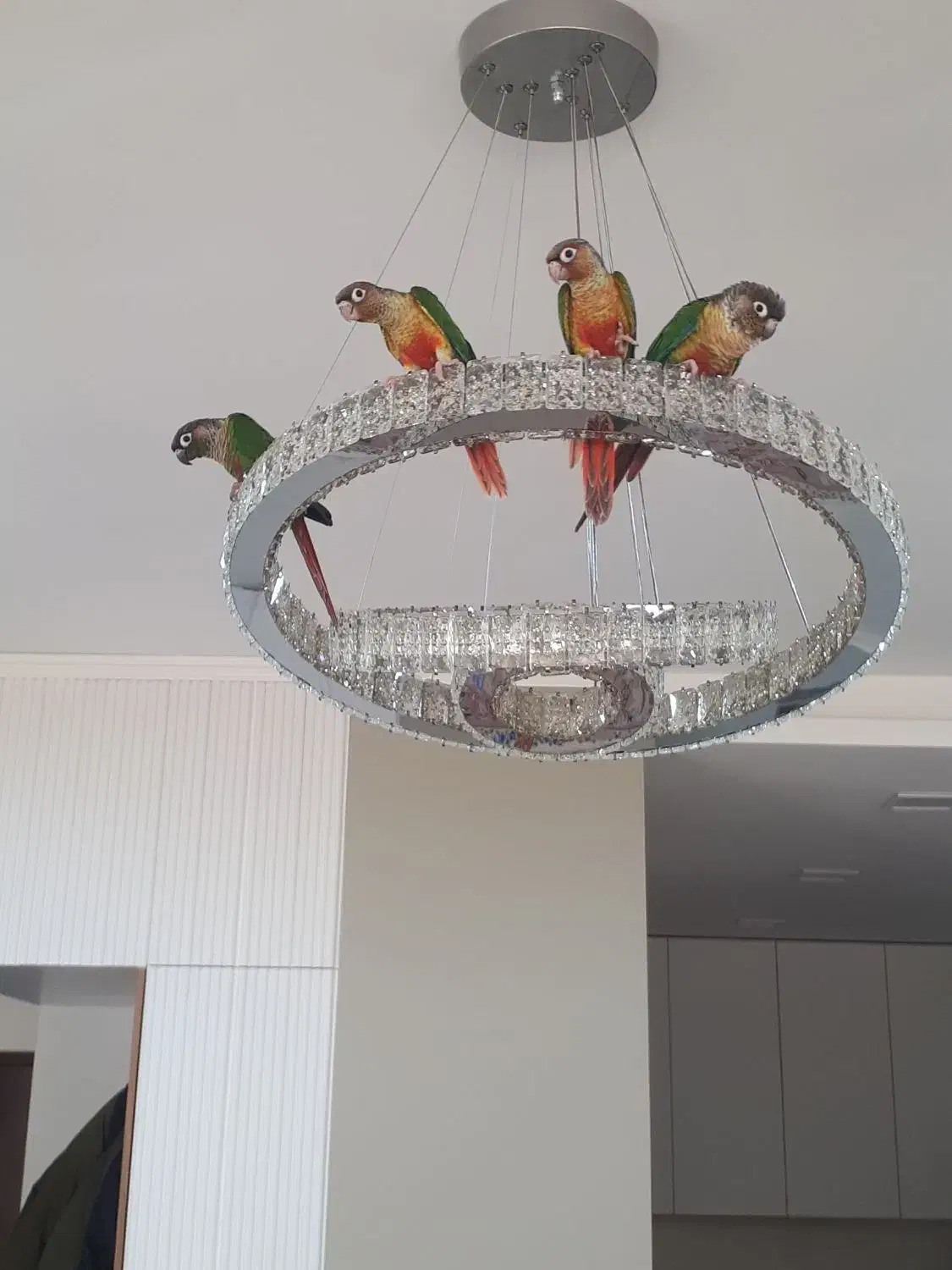 طوطی گرینچیک|پرنده|مشهد, الهیه|دیوار