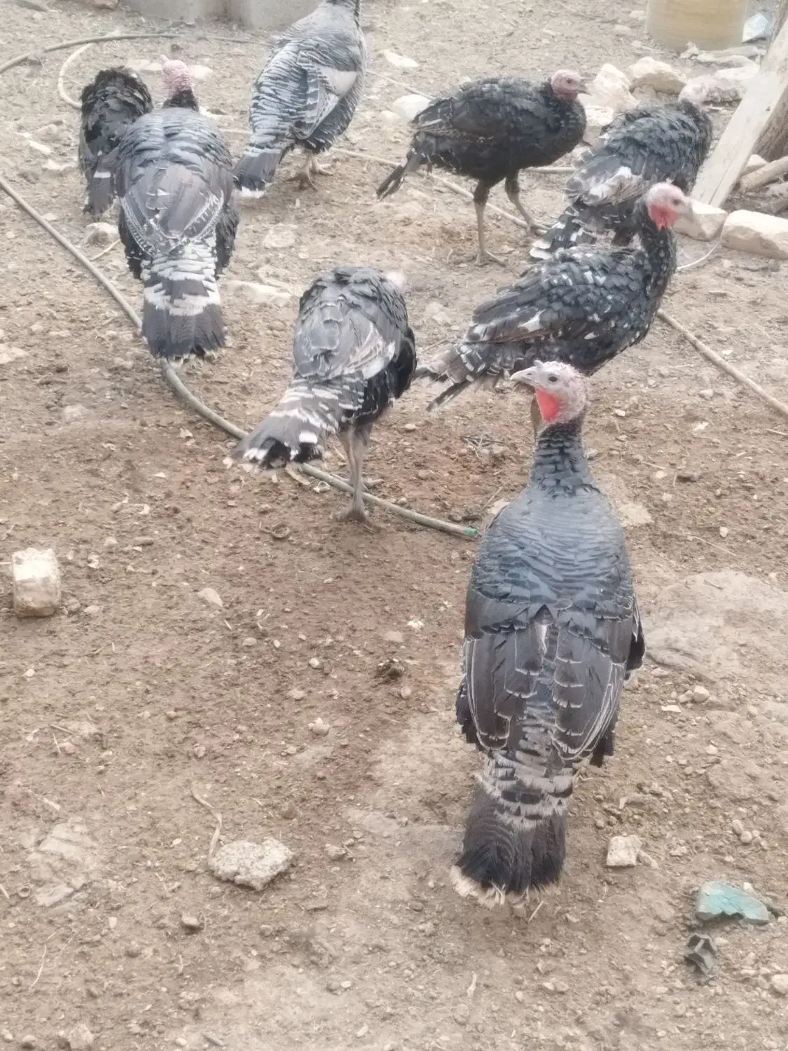 فروش بوقلمون در سایزهای مختلف|حیوانات مزرعه|سپیدان, |دیوار