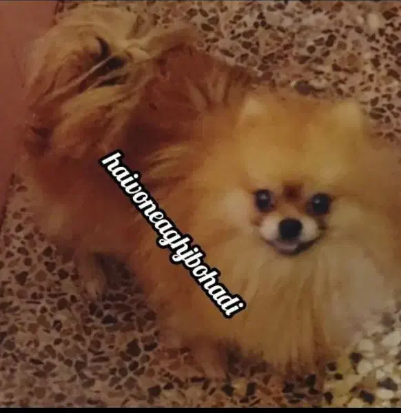 سک یامر|سگ|بندرعباس, |دیوار