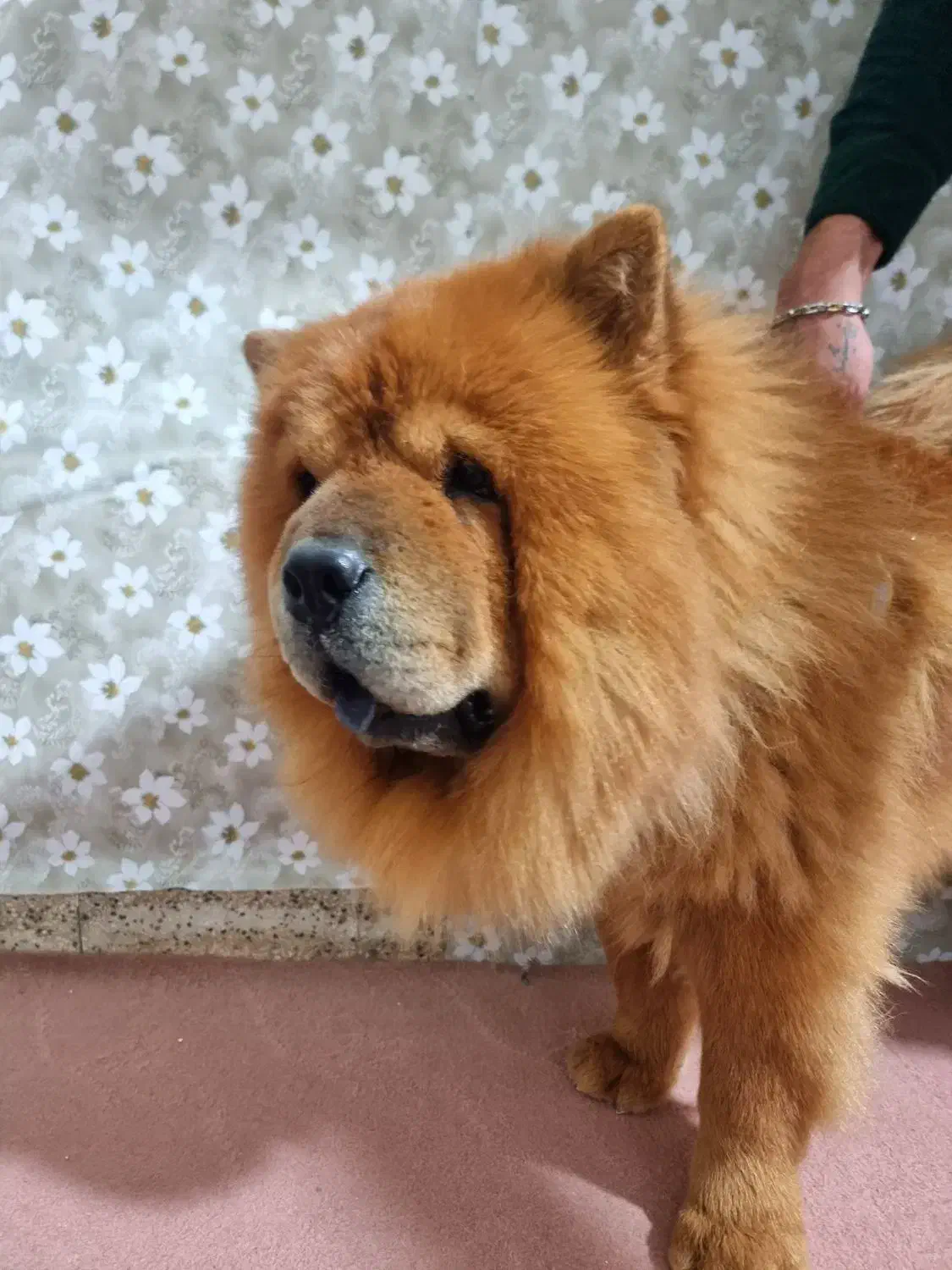 چاو چاو نر|سگ|تهران, مسعودیه|دیوار