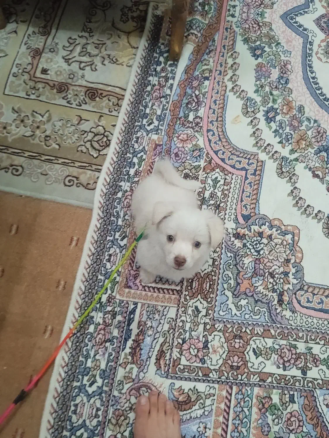 سگ اپارتمانی|سگ|بروجرد, |دیوار