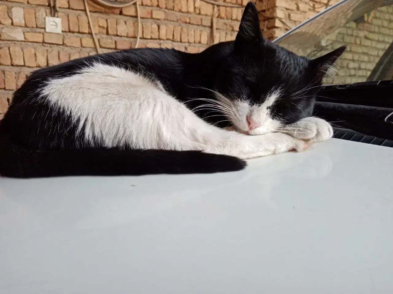 واگذاری گربه ای بالغ به همراه هفت بچه|گربه|شهرکرد, |دیوار