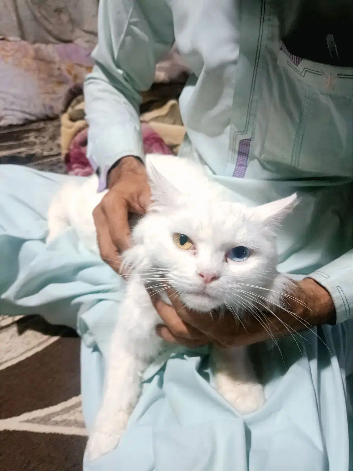 فروش گربه|گربه|چابهار, |دیوار