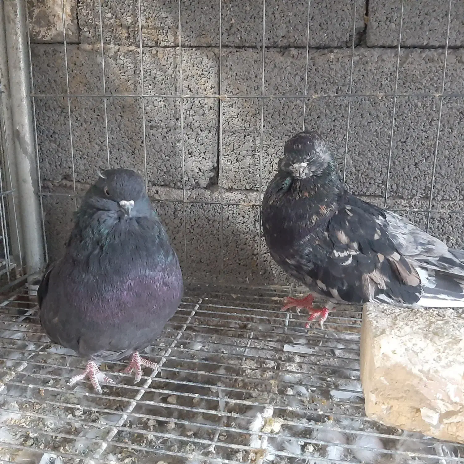 کبوتر|پرنده|میانه, |دیوار