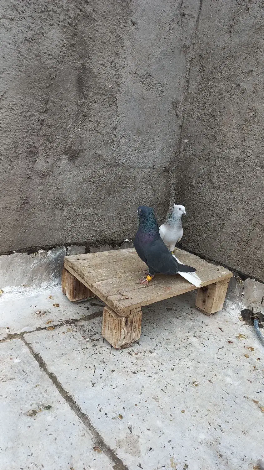 کبوتر دم سفید دارجه یک|پرنده|باوی, |دیوار