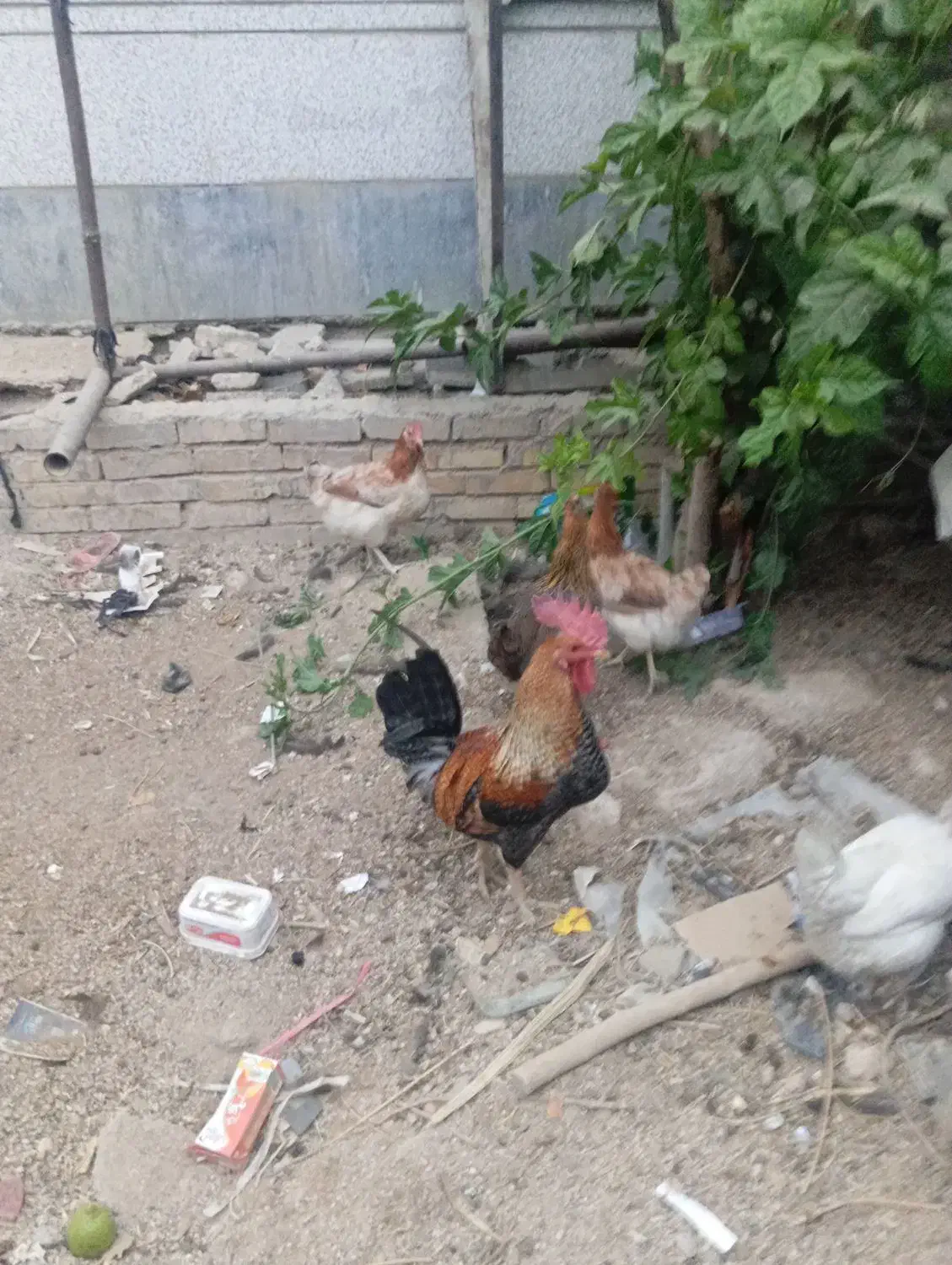 فروش یه عدد خروس و چهارتا بوقلمون|حیوانات مزرعه|ایذه, |دیوار