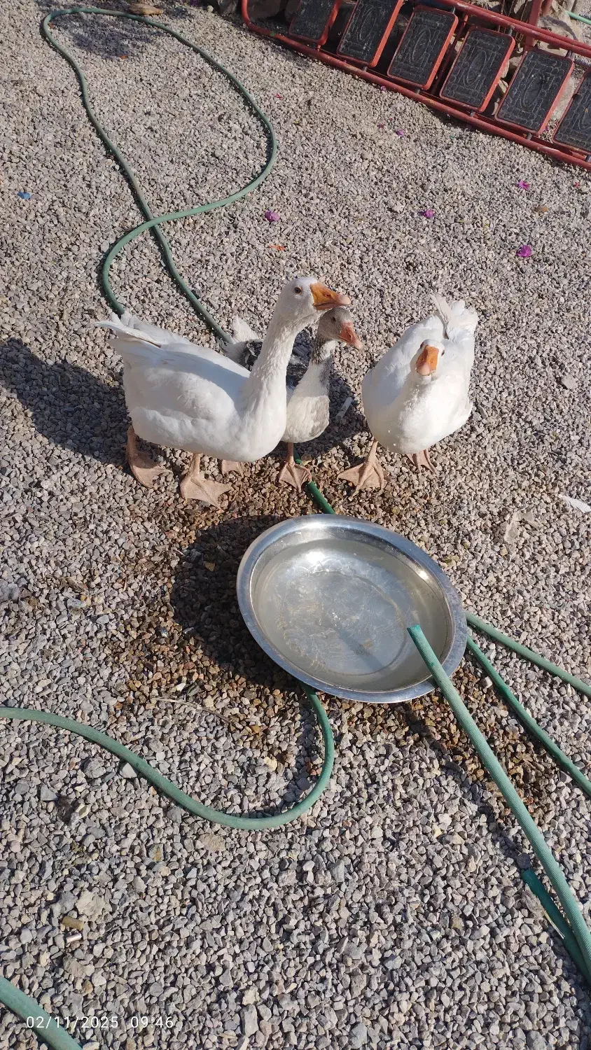 غاز نر و ماده تخم گذار همراه بچه غاز|حیوانات مزرعه|یزد, |دیوار