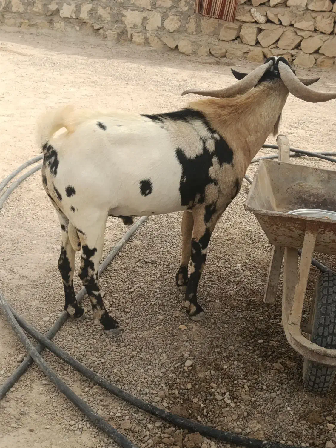 نری به فروش می رسد|حیوانات مزرعه|مهران (هرمزگان), |دیوار