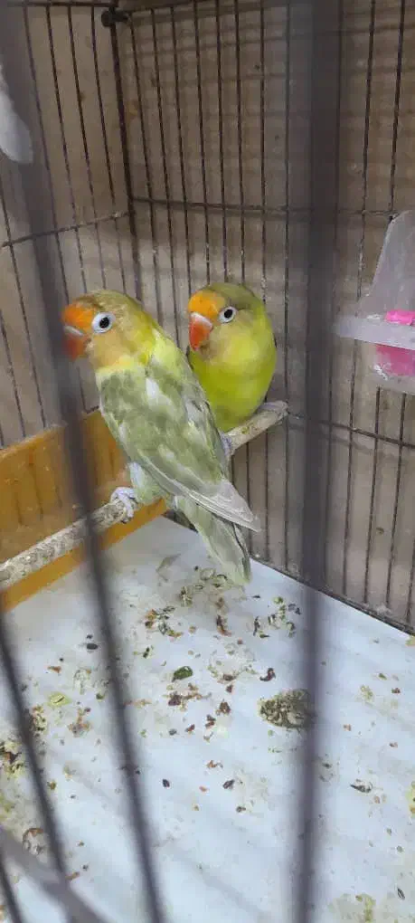 برزیلی کارداده و قناری اهلی مست|پرنده|بهبهان, |دیوار