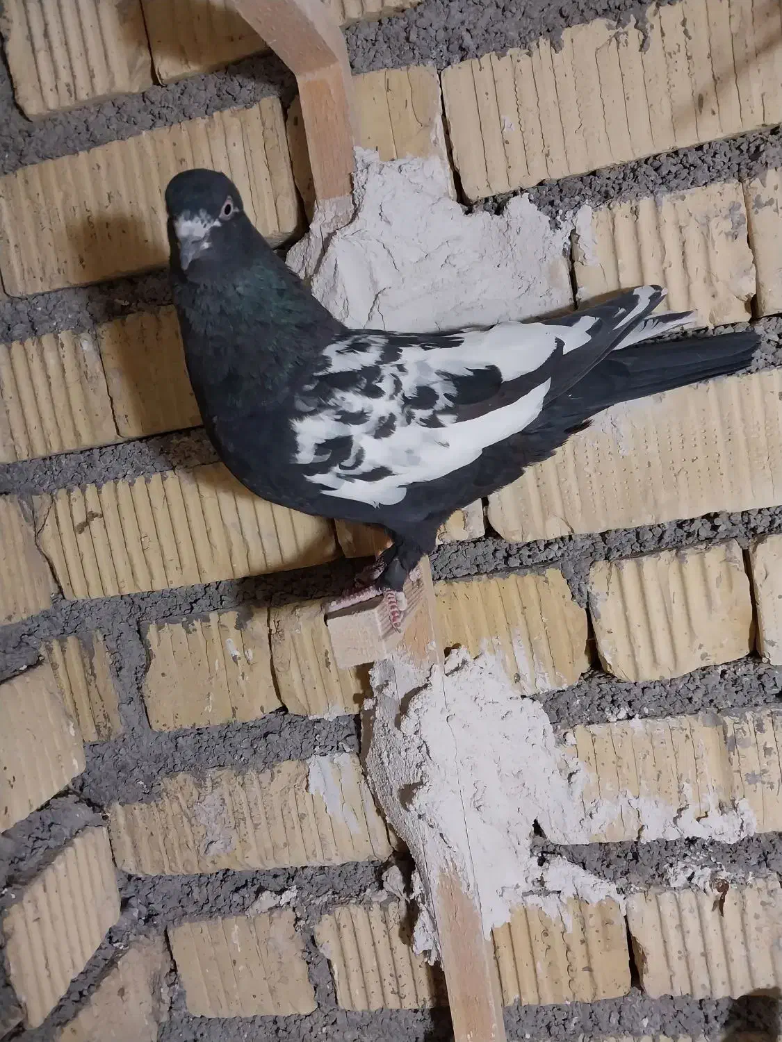 کبوتر|پرنده|شیراز, جرسقان|دیوار