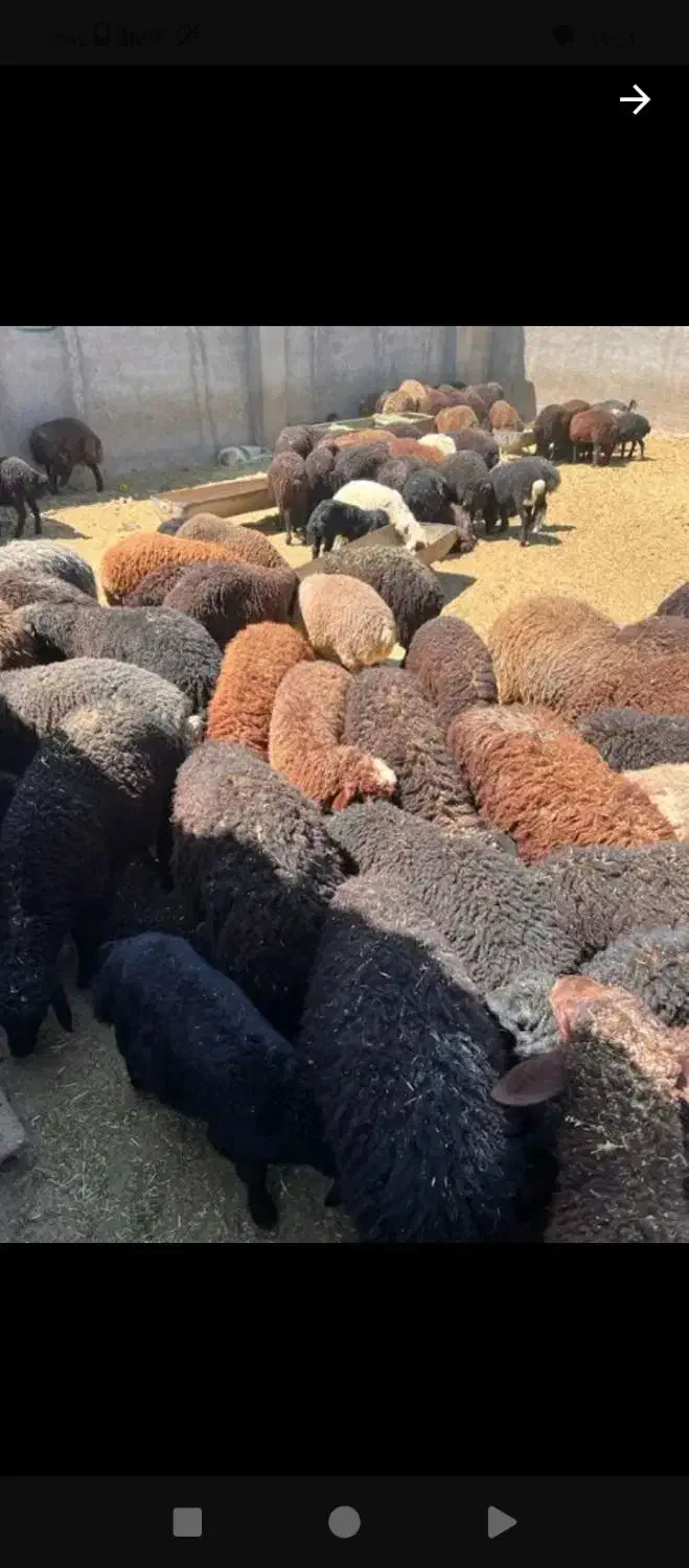 از۳۵کیلوتا 100کیلو|حیوانات مزرعه|ری, علایین|دیوار