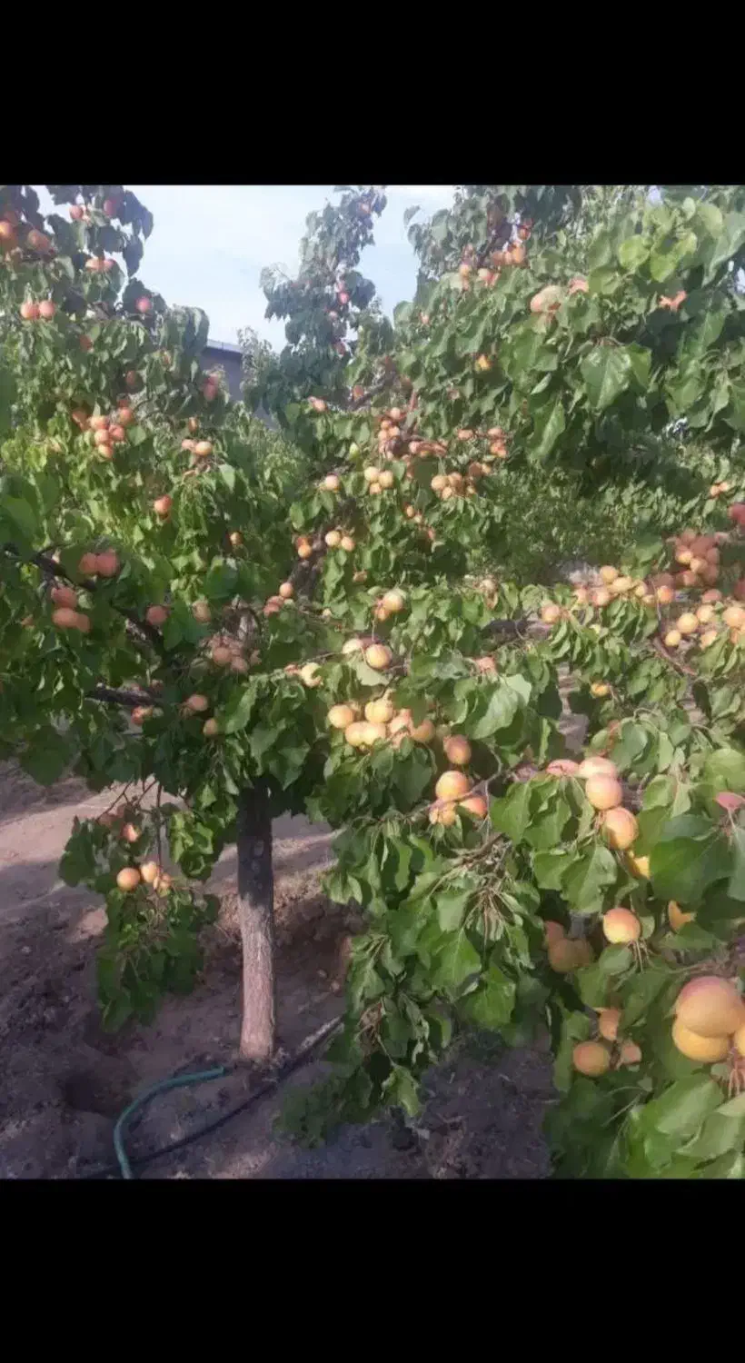 سم پاشی درخت، هریس درخت، فروش درختان و پیوند زنی|خدمات باغبانی و درختکاری|تبریز, |دیوار