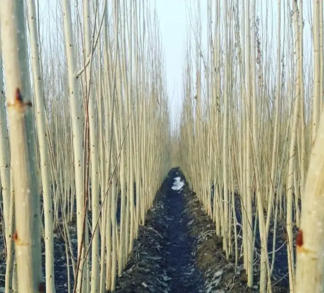 صنوبر نگرا|خدمات باغبانی و درختکاری|سلماس, |دیوار