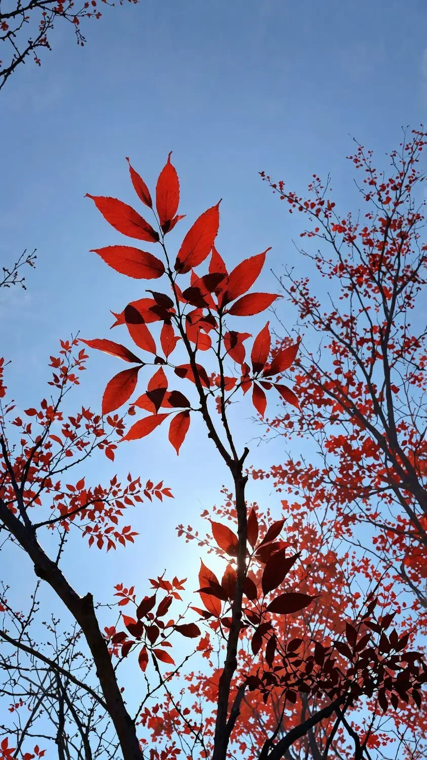 ۱عددضامن میخایم|استخدام مالی، حسابداری، حقوقی|قزوین, |دیوار