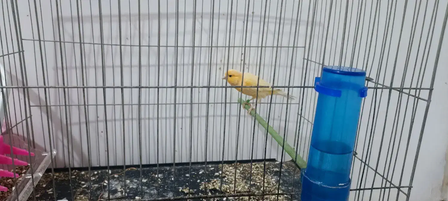 قناری نر قرص|پرنده|پاکدشت, پاکدشت (مامازند)|دیوار