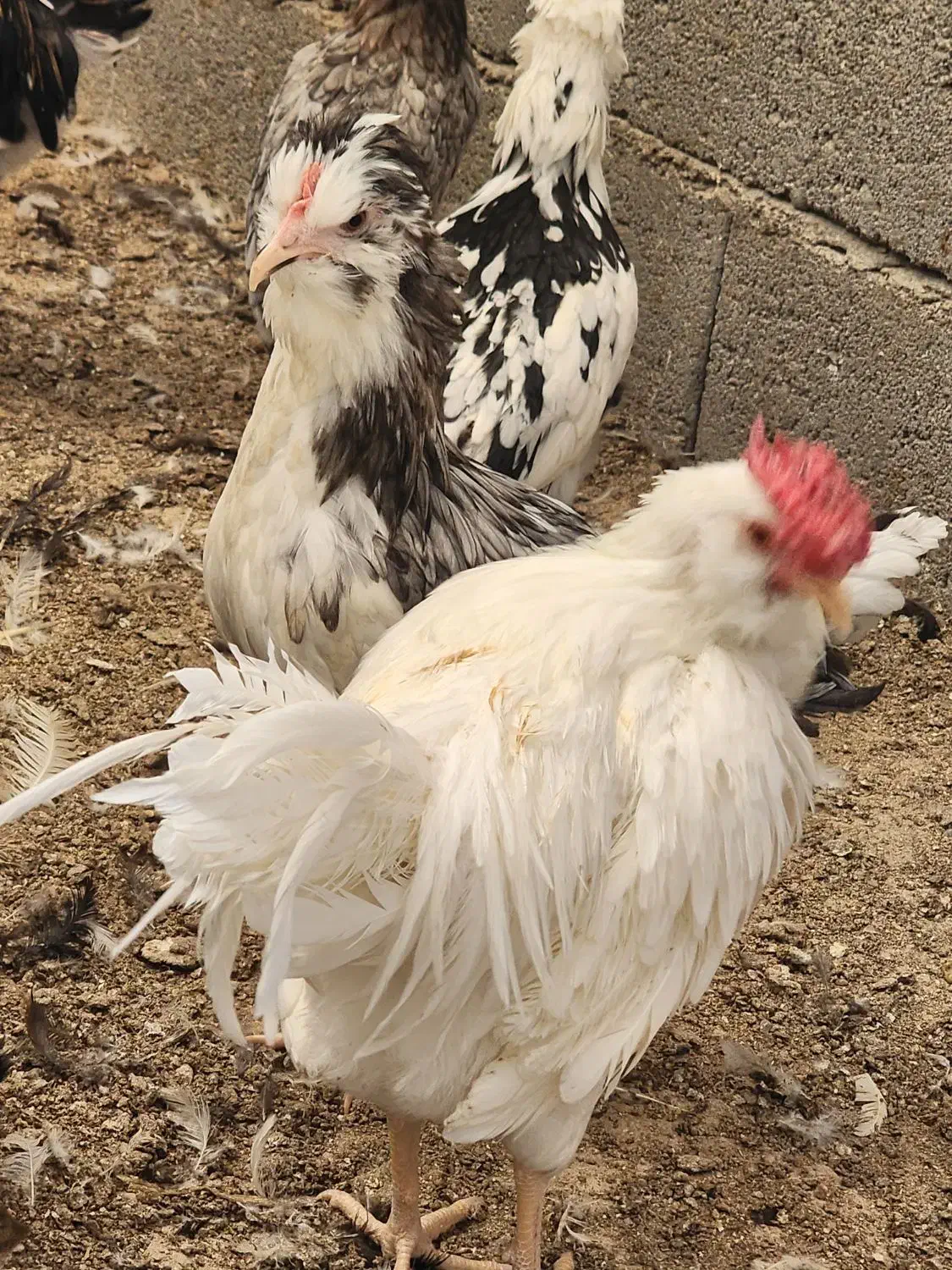 تخم نطفه دار جوجه گلین خالص|حیوانات مزرعه|یزد, |دیوار