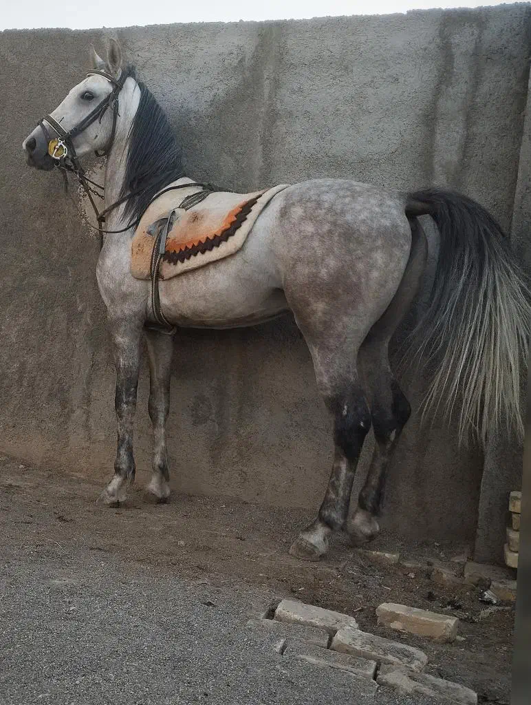 اسب ترکی|اسب و تجهیزات اسب‌سواری|اردکان, |دیوار