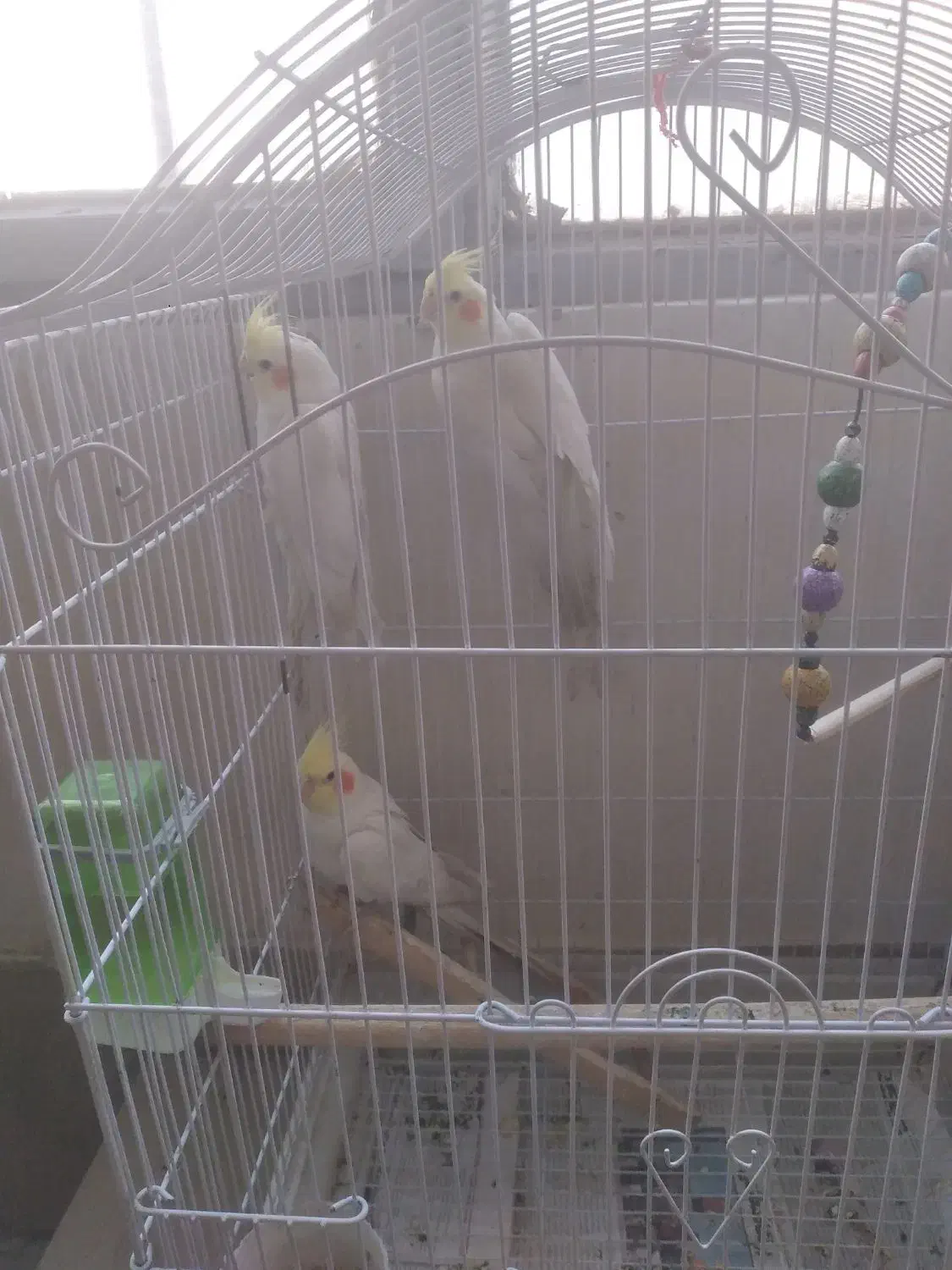 عروس هلندی نر معاوضه با ماده|پرنده|تهران, آهنگ|دیوار