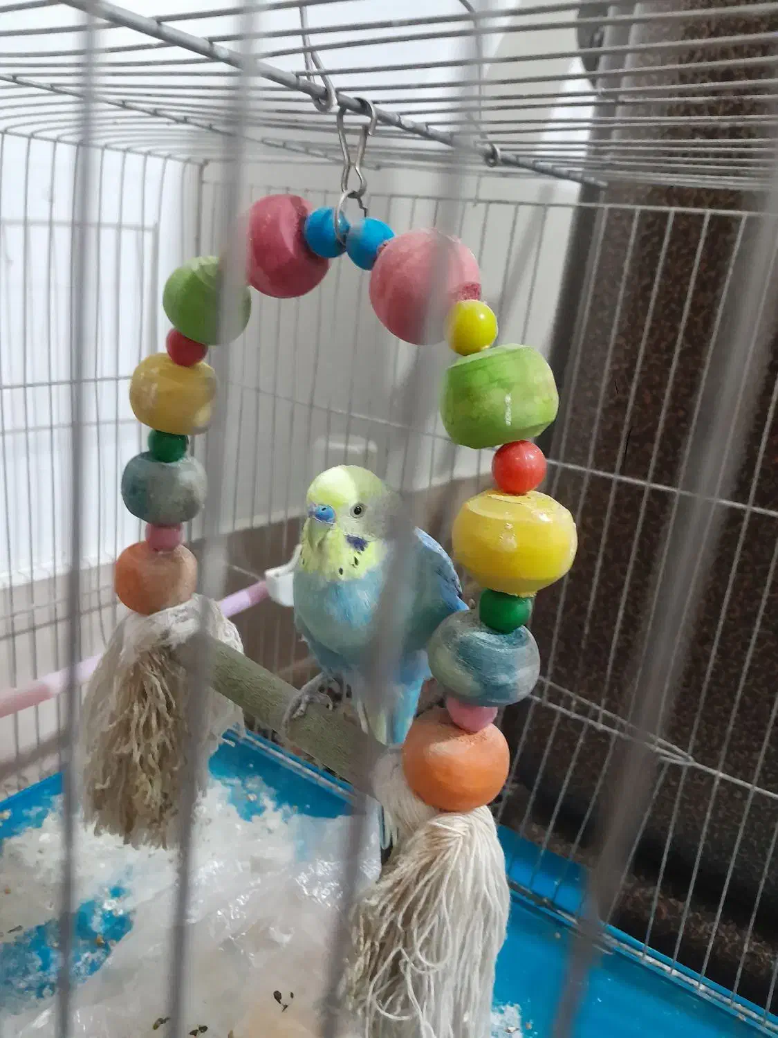 مرغ عشق سخنگو|پرنده|کرمانشاه, |دیوار