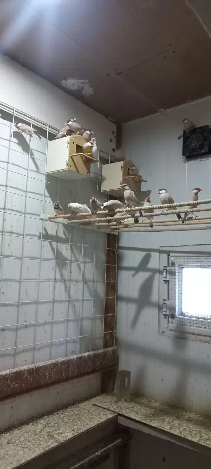 فنچ نرگسی کرم|پرنده|بندرعباس, |دیوار