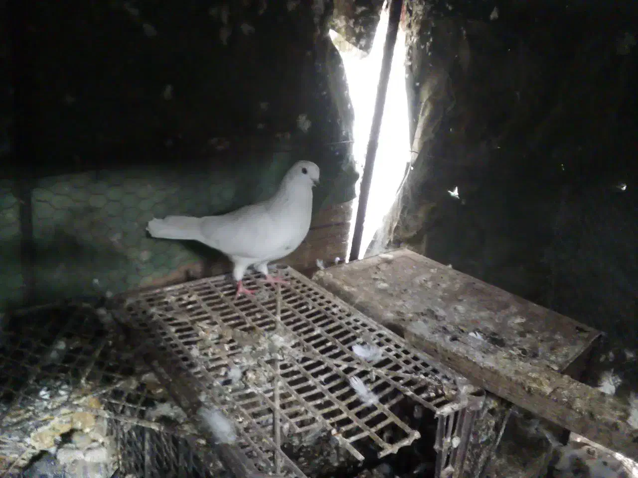 کبوتر پرشی|پرنده|اردکان, |دیوار