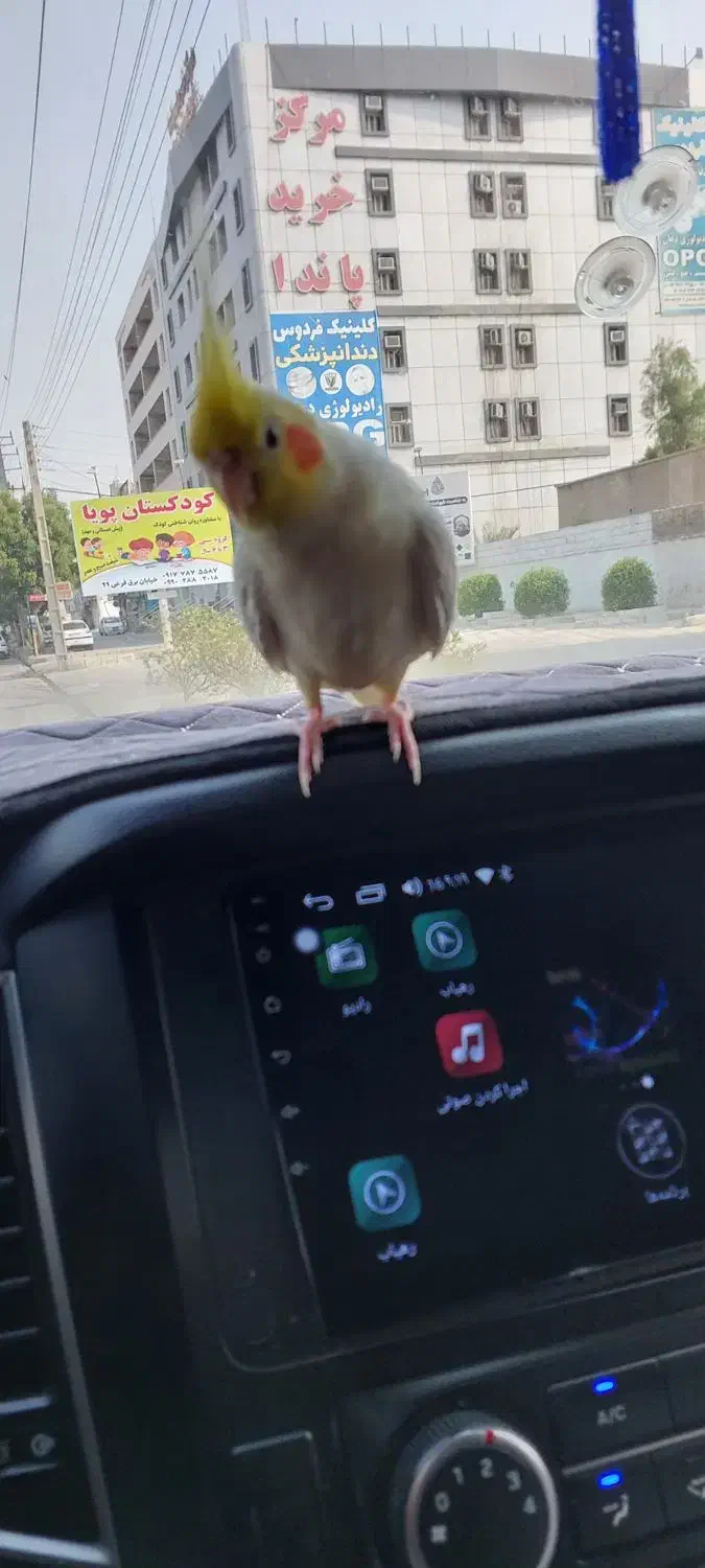 عروس هلندی گمشده|حیوانات|بندر کنگان, |دیوار