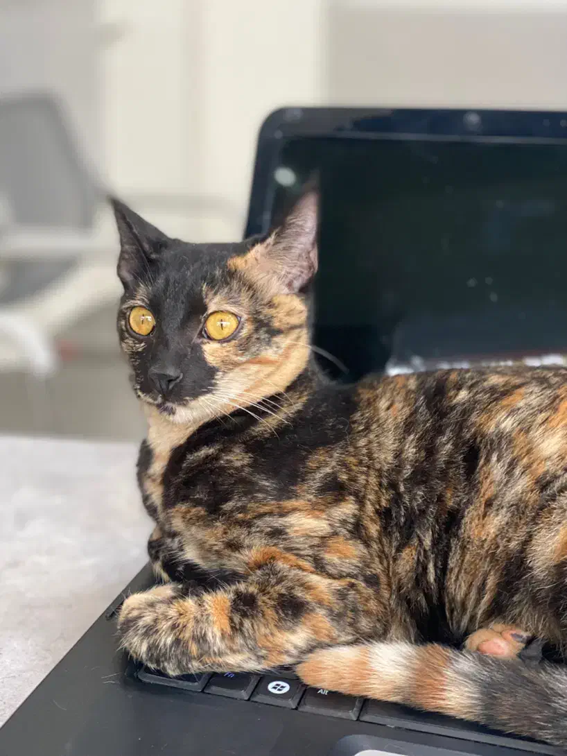 واگذاری گربه دختر فقط به افراد متعهد|گربه|رشت, کاکتوس|دیوار