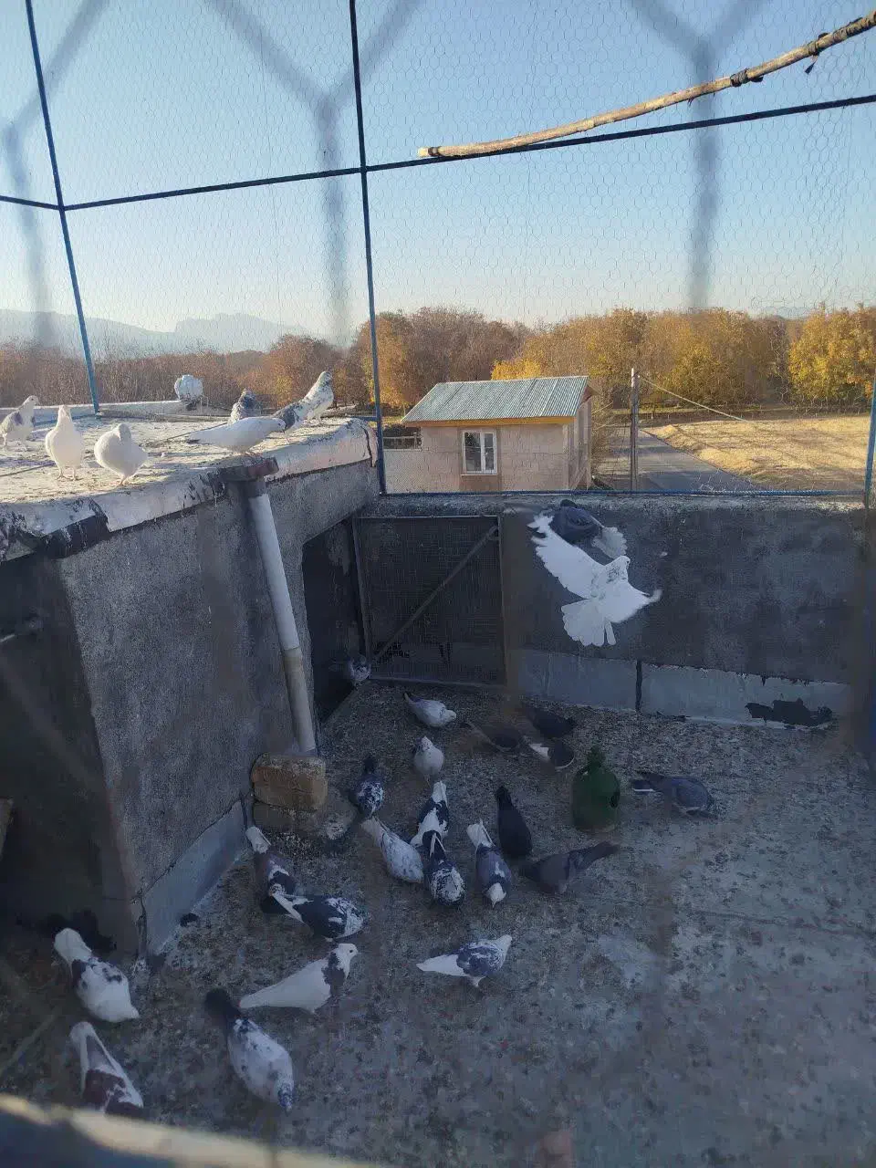 ۳۵عدد|پرنده|قره کهریز, |دیوار