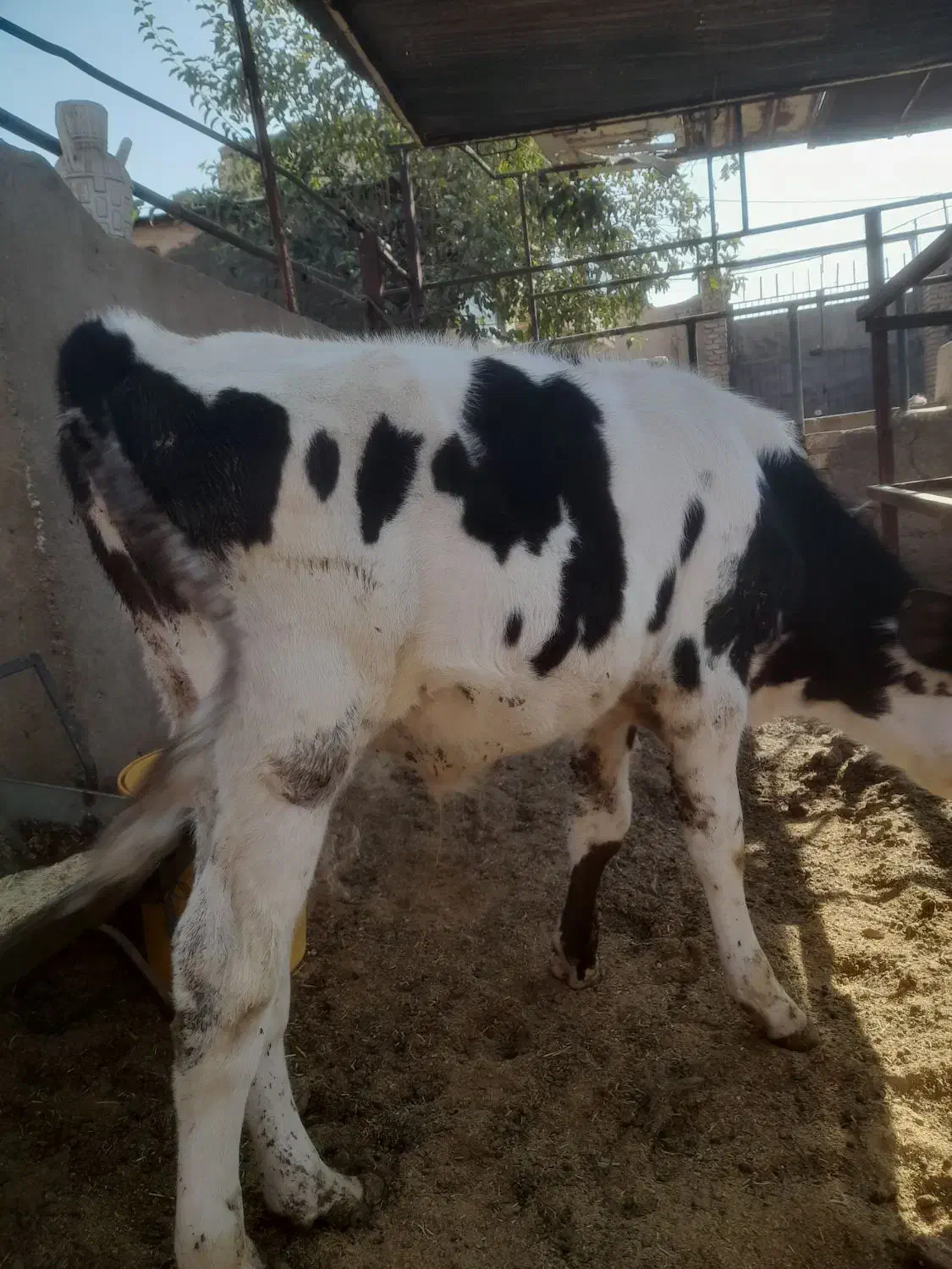 گوساله.گاو|حیوانات مزرعه|برخوار, |دیوار