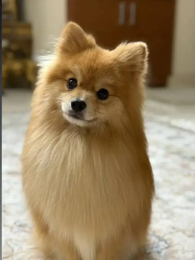 سگ پامر|سگ|ری, ظهیرآباد|دیوار