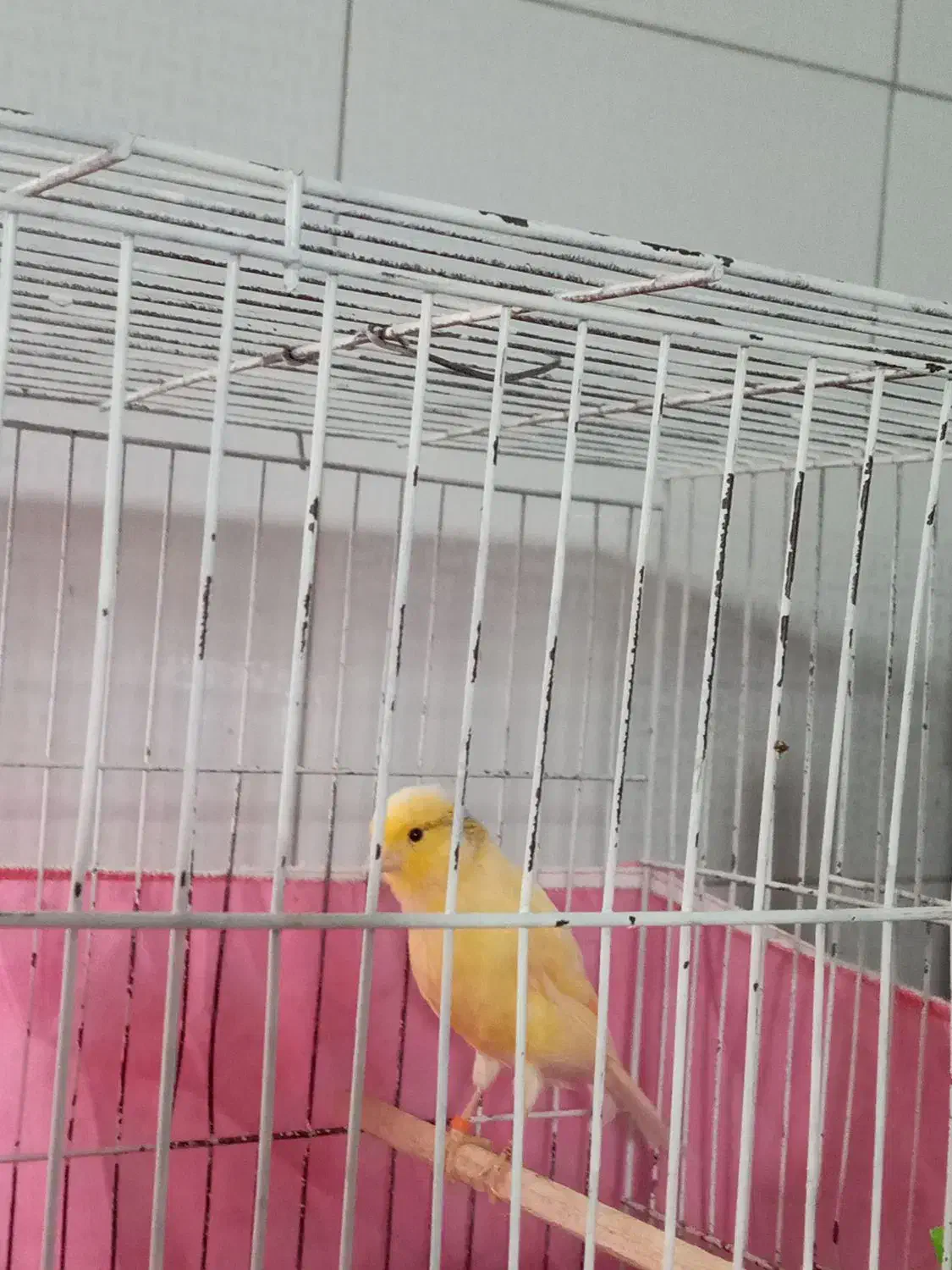 قناری|پرنده|محمدشهر, جعفرآباد|دیوار