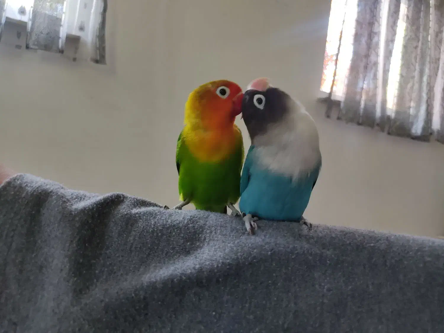 طوطی برزیلی|پرنده|شهریار, رضی آباد بالا|دیوار