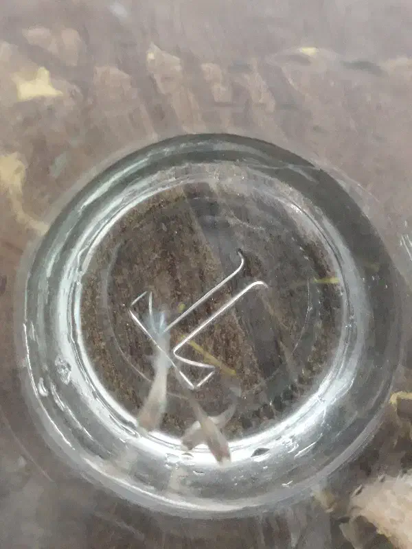 ماهی گوپی|ماهی|اسفراین, |دیوار