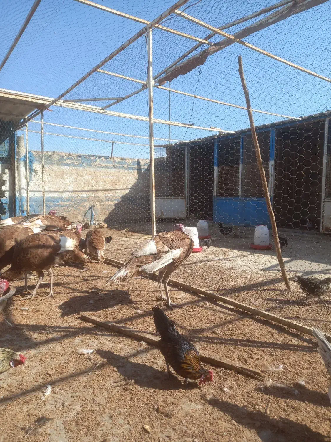 بوقلمون|حیوانات مزرعه|قم, کوه سفید|دیوار