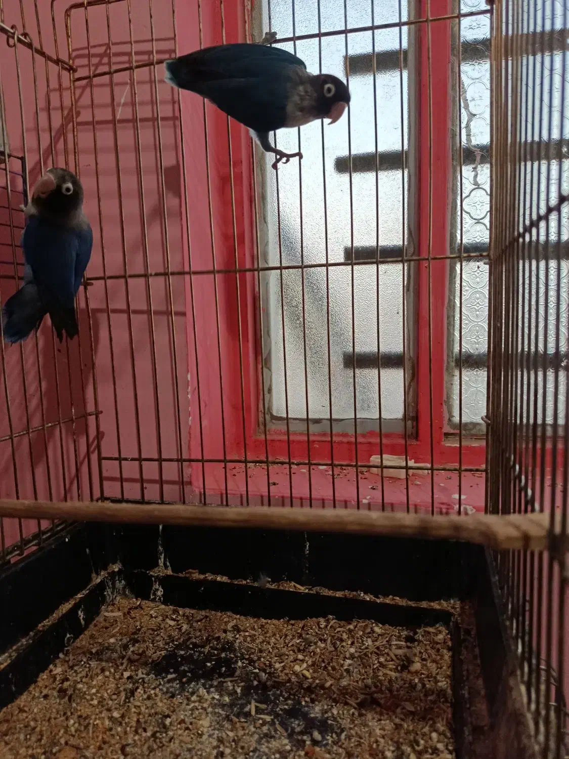 جفت طوطی برزیلی مولد ۲ملیون|پرنده|جیرفت, |دیوار