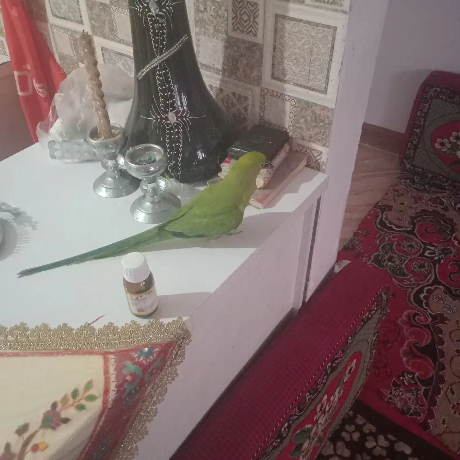 طوطی ملنگوو یک سال نیم داره|پرنده|کرمان, |دیوار