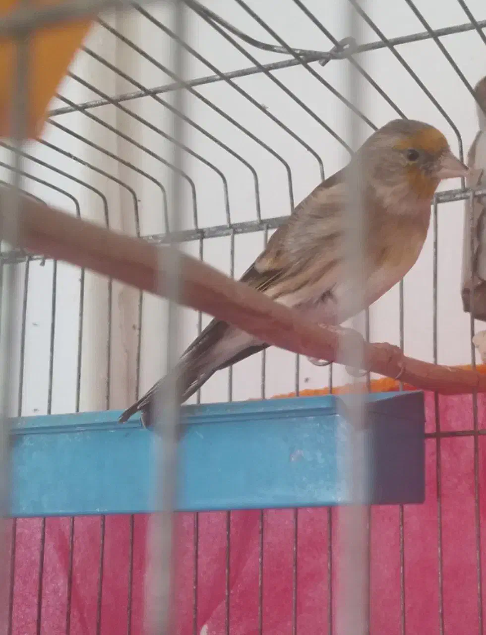 سهره قناری|پرنده|سیرجان, |دیوار