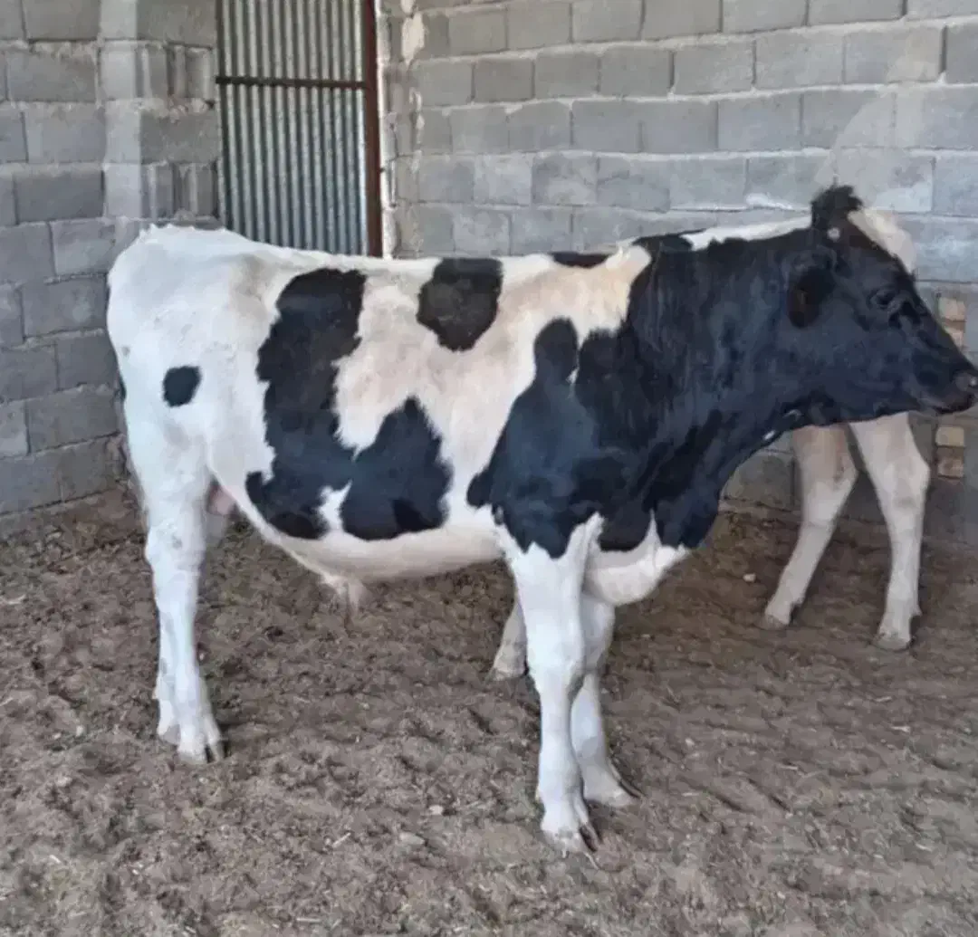 نیروی کار دامداری|استخدام سرایداری و نظافت|تیمور آباد, |دیوار