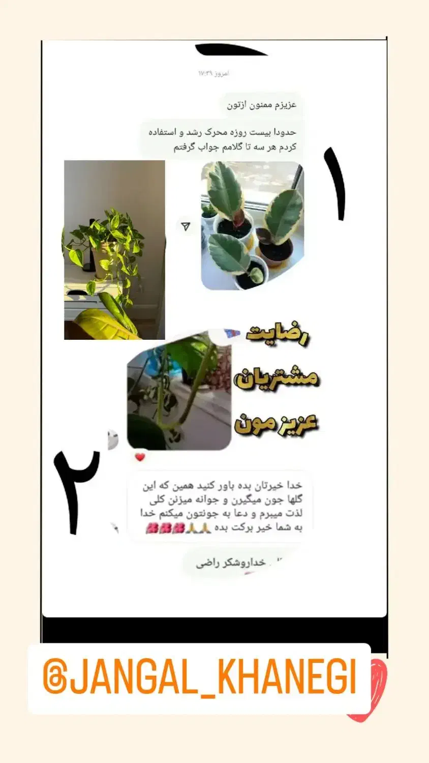 با قرص کود به گل هات زندگی بده|گل و گیاه طبیعی|پاکدشت, پاکدشت (مامازند)|دیوار