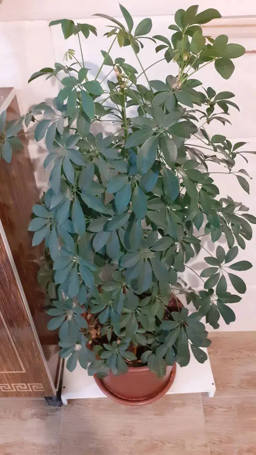 گل شفلرا|گل و گیاه طبیعی|کرمانشاه, |دیوار