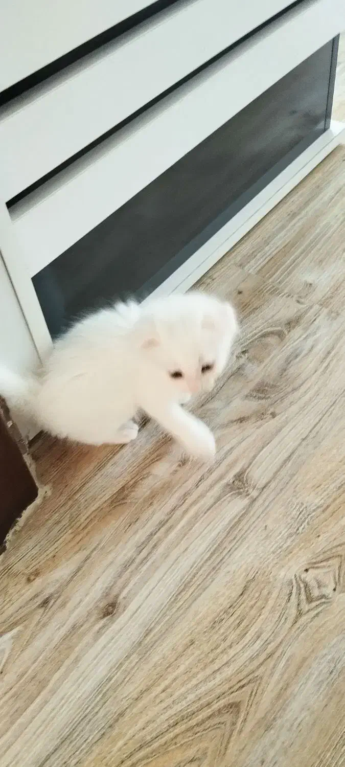 گربه میکس پرشین و DLH ( مو بلند)|گربه|لنگرود, |دیوار